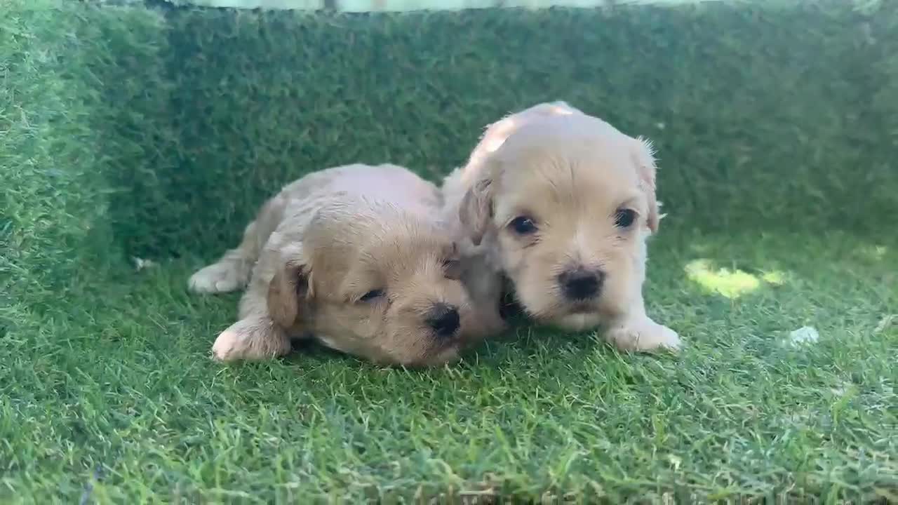 Maltipoo perros en venta: MALTIPOO - Video 1