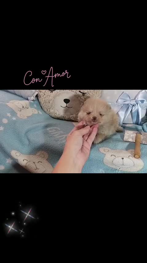 Pomerania perros en venta: Hembra pomerania ositos  - Video 1