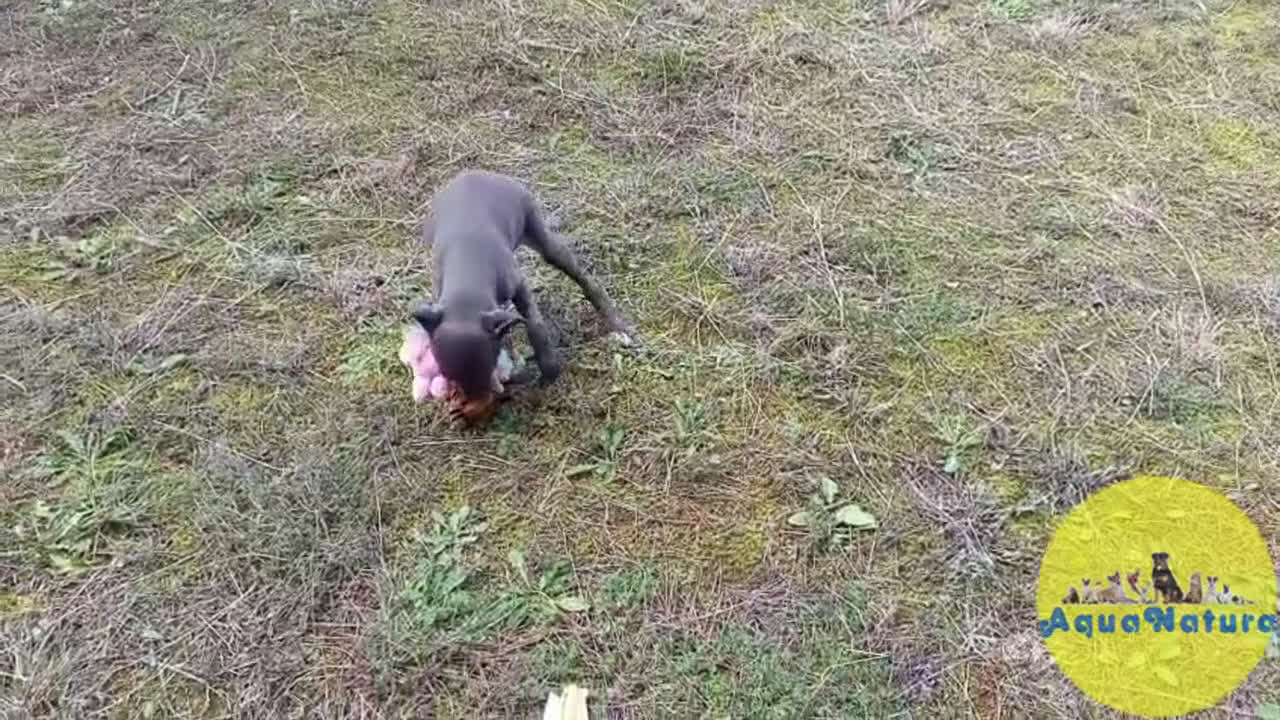 Pequeño Lebrel Italiano perros en venta: Lebrel Italiano Hembra 3 de AB y Omega AQUANATURA - Video 1