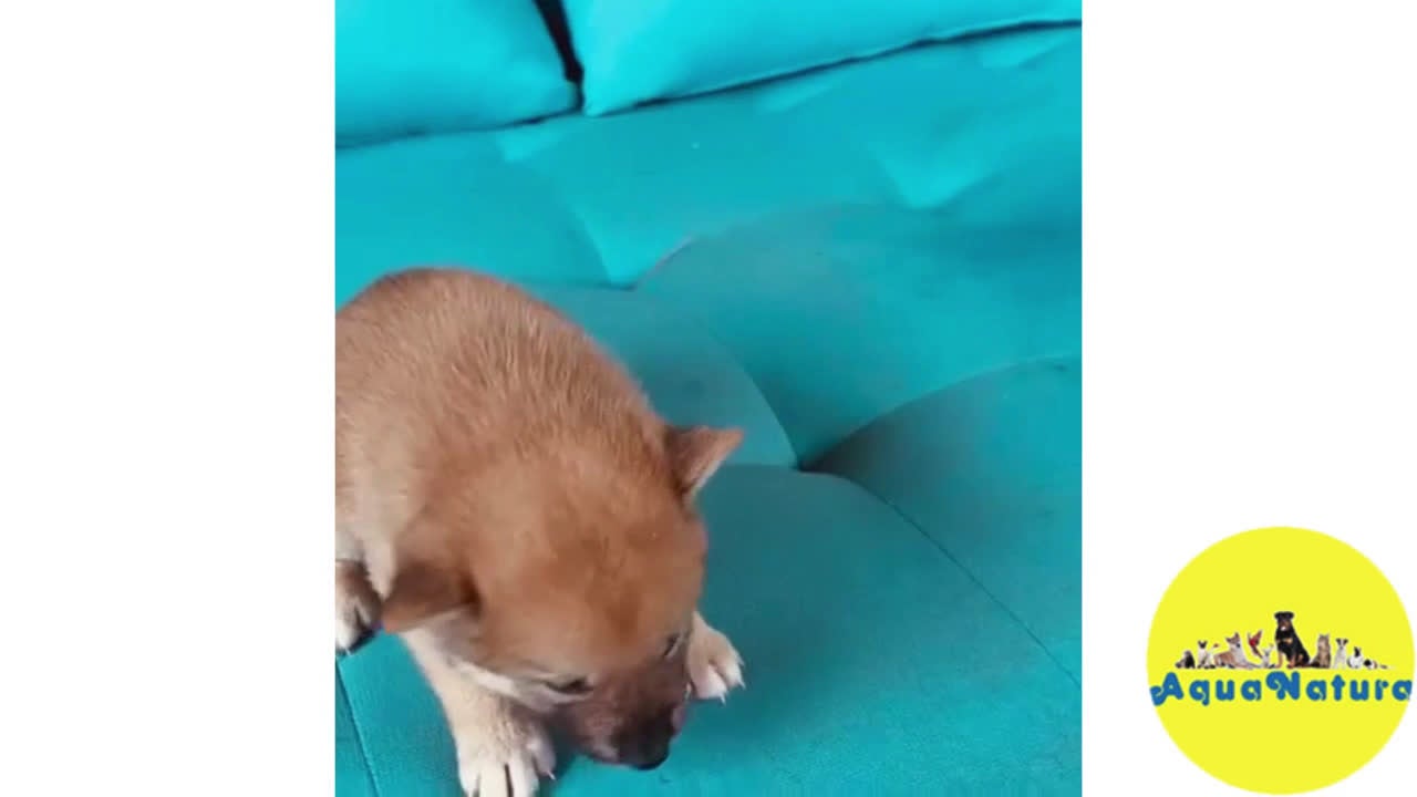 Shiba Inu perros en venta: Shiba Inu Hembra 2 de Magy - AQUANATURA en Barcelona - Video 1