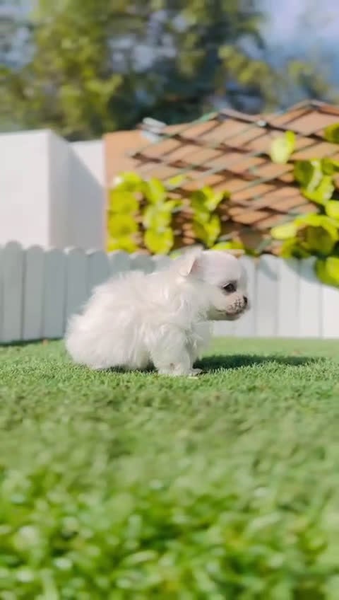 Bichón Maltés perros en venta: BICHON MALTES COREANO 10OX100 - Video 2