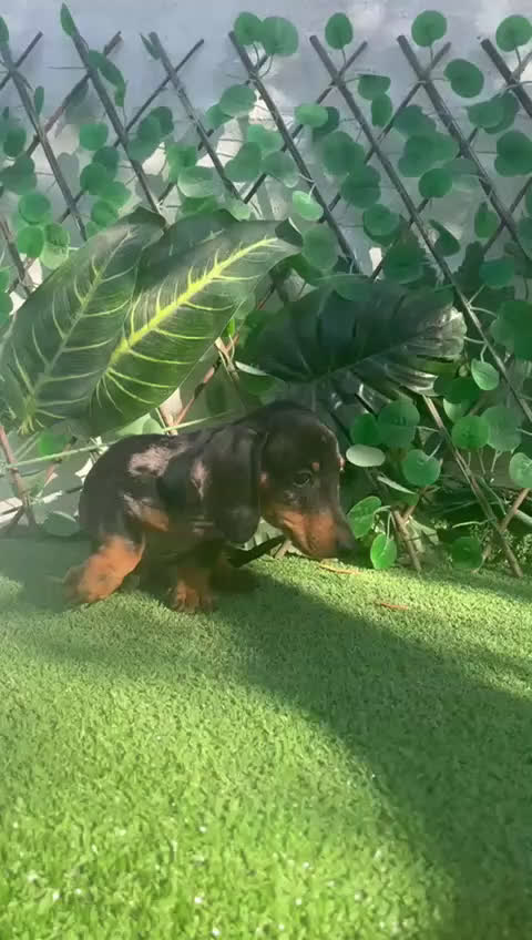 Teckel perros en venta: 🐶🌭¡Disponibles dos cachorros Teckel machos!🌭🐶 - Video 2