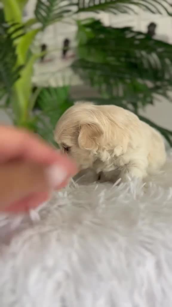 Maltipoo perros en venta: MALTIPOO HEMBRA - Video 1