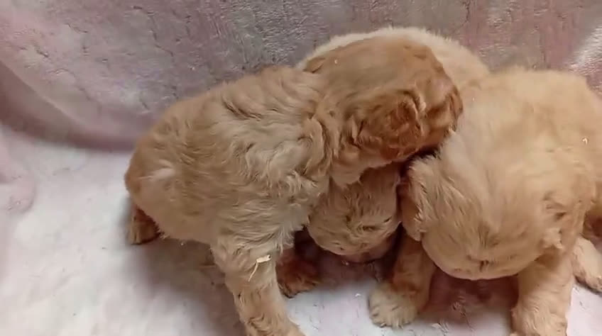 Caniche Toy perros en venta: Camadas de caniche toy  - Video 2