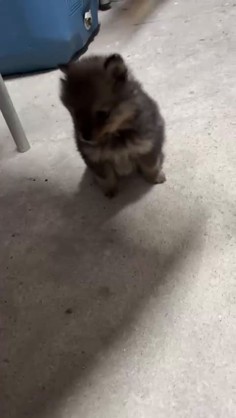 Pomerania perros en venta: Hembras de Pomeranias  - Video 1