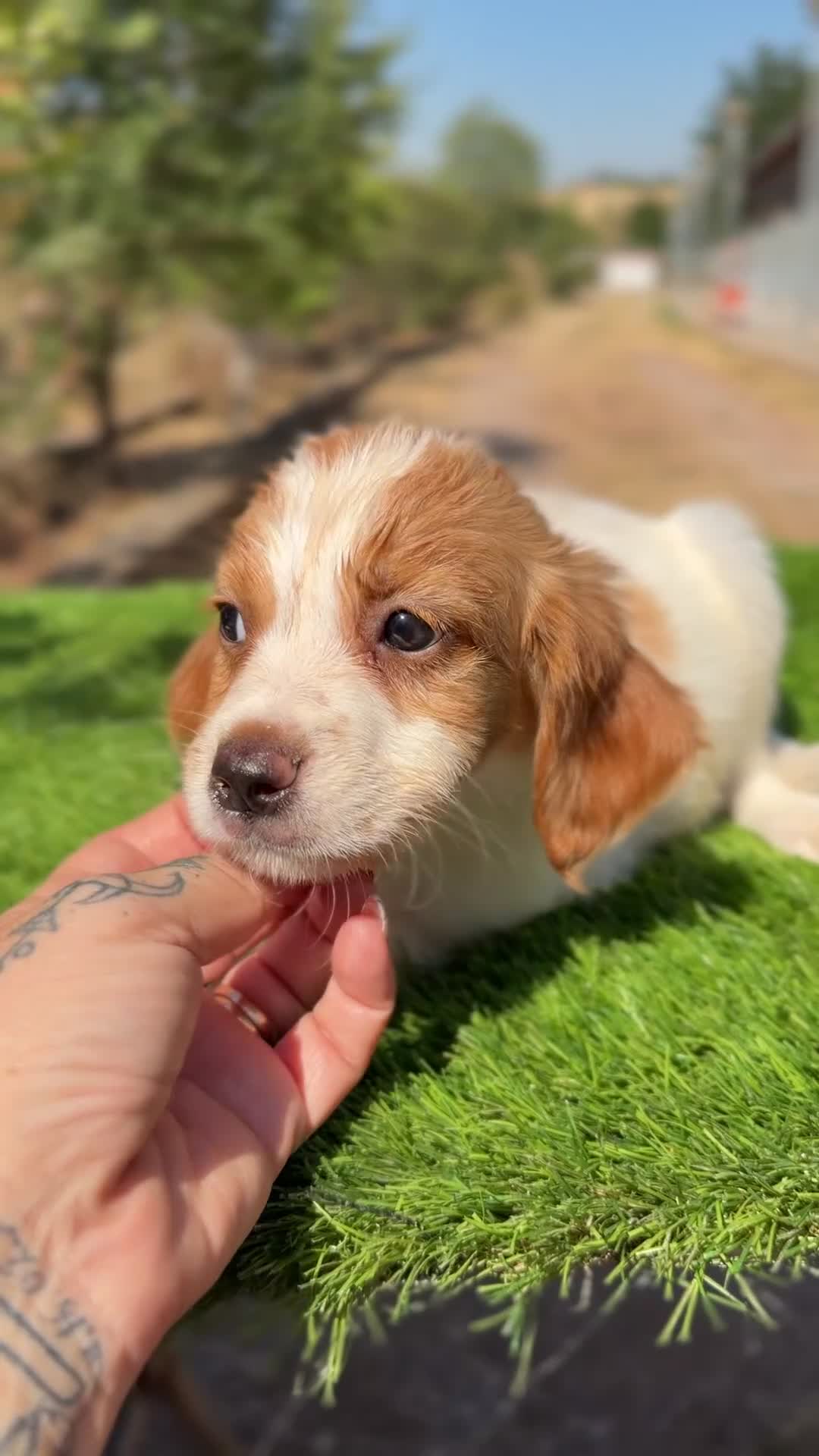 Épagneul Breton perros en venta: Breton hembra  - Video 1