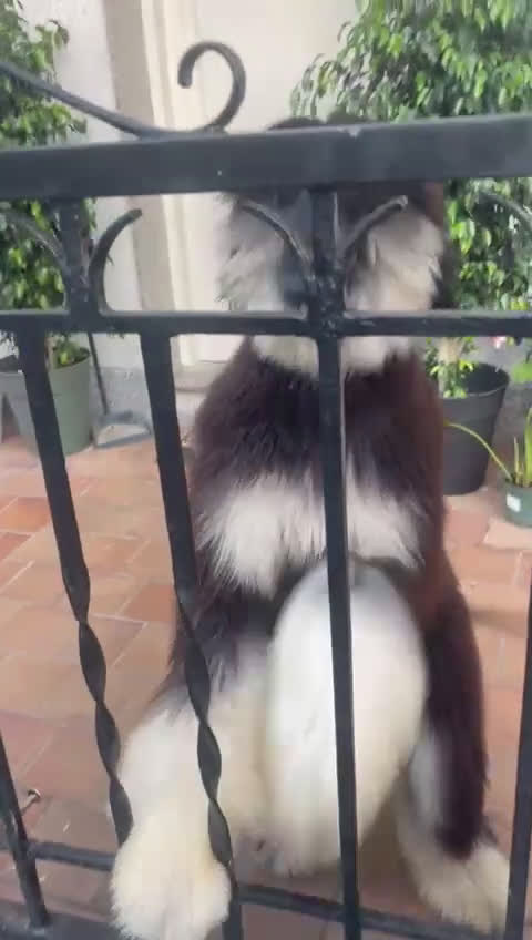 Galgo Afgano perros en venta: Galgo afganos disponible maravillosos  - Video 3