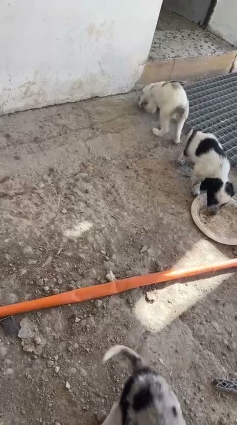 Border Collie perros en venta: Border collies de excelente calidad  - Video 1