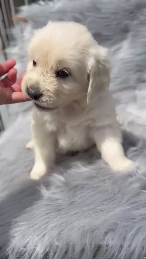 Golden Retriever perros en venta: GOLDen RETRIEVER  en Barcelona - Video 1