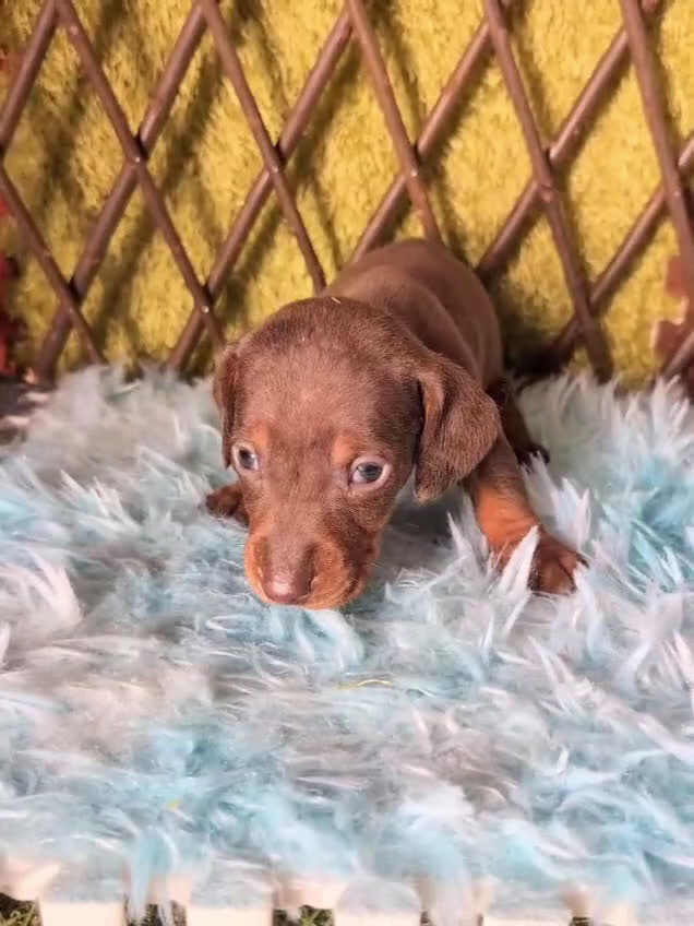 Teckel perros en venta: 🌟Tekel Arlequín y Negros fuego🌟 - Video 4