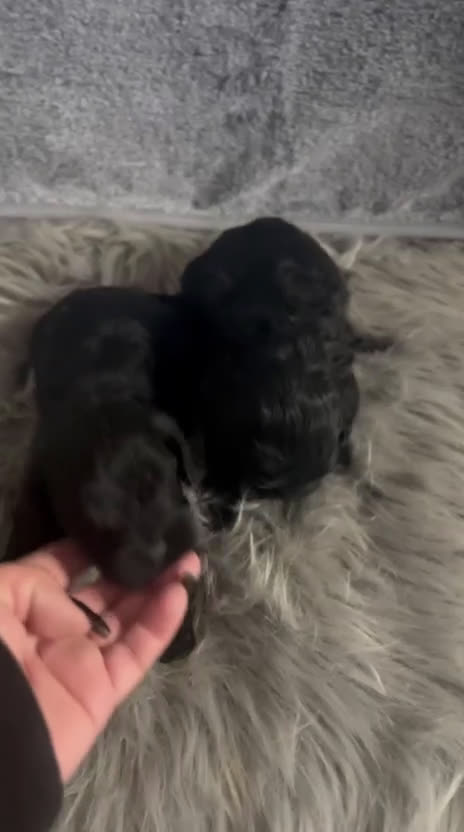 Cockapoo perros en venta: Camada de cockapoo nacionales - Video 1