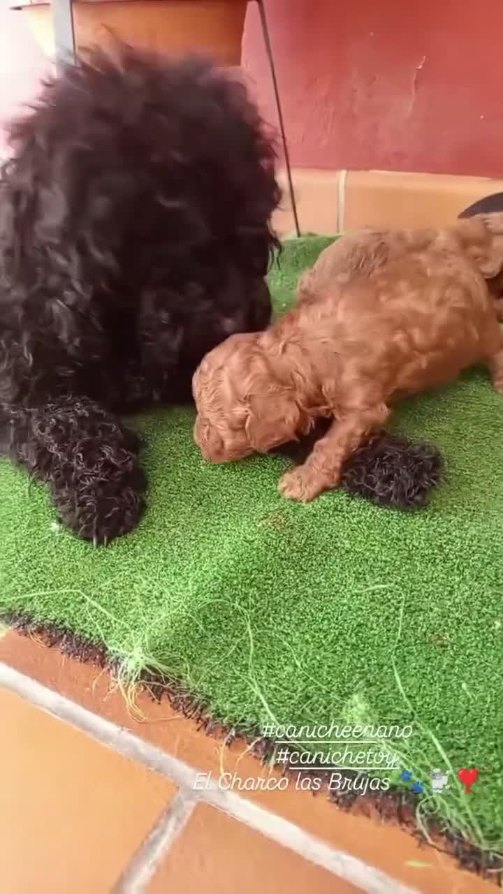 Raza Mixta perros en venta: Preciosa camada de caniches  - Video 1