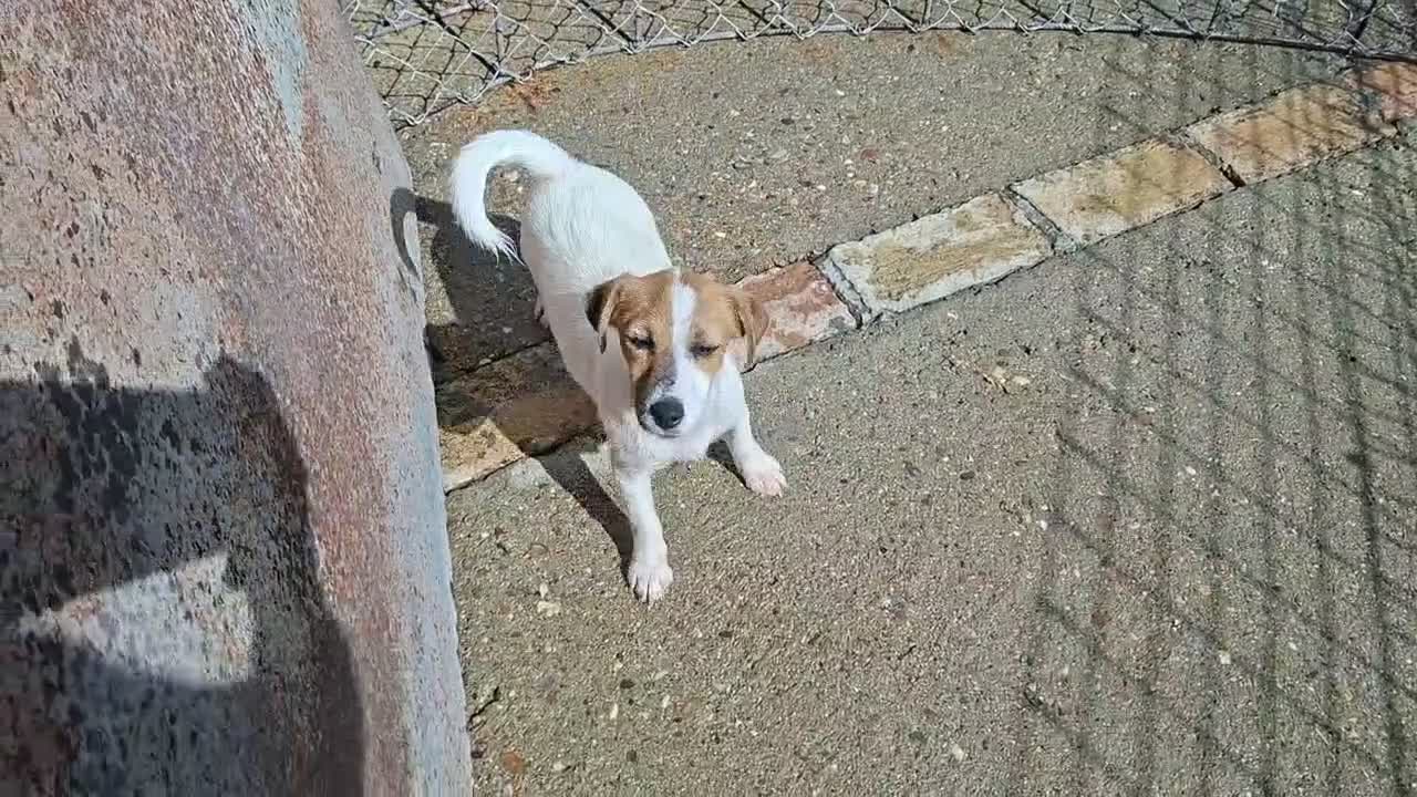 Jack Russell Terrier perros en venta: Jack Russell Hembra - Video 1