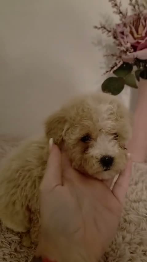 Maltipoo perros en venta: Maltipoo  - Video 2