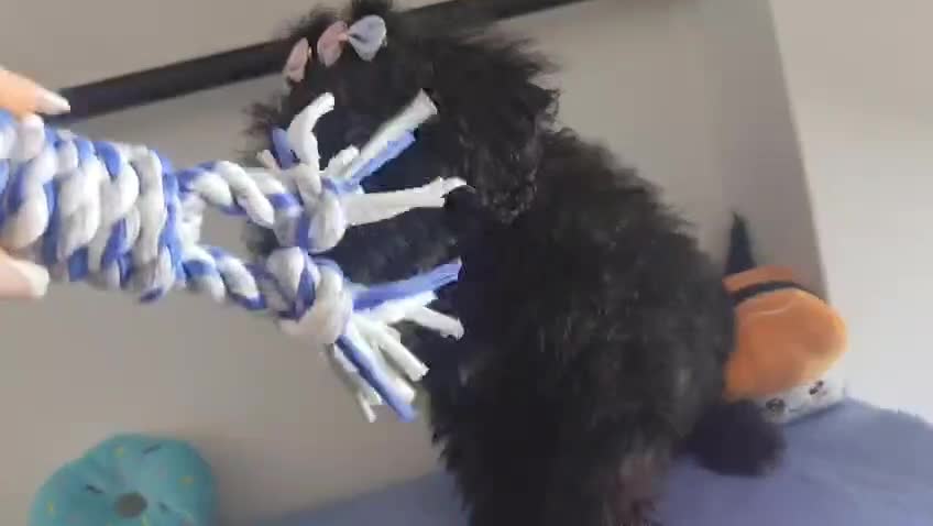 Perro de Agua Español perros en venta: Perro de agua  - Video 2