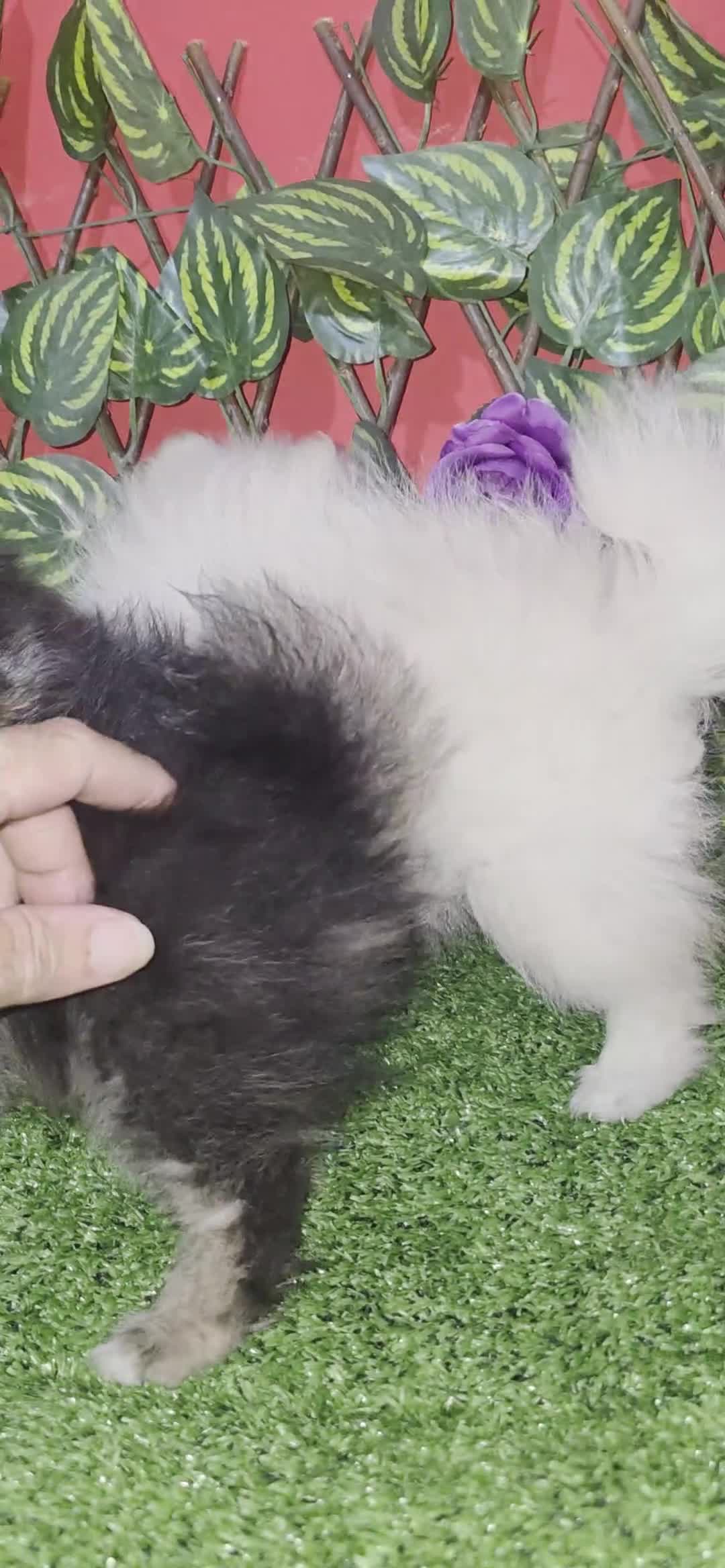 Pomerania perros en venta: Lulus pomerania  - Video 1