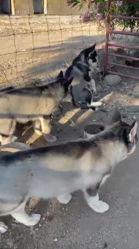 Husky Siberiano perros en venta: Huskys siberianos de Calidad  - Video 1