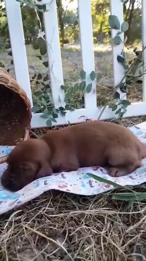 Setter Irlandés Rojo perros en venta: Camada raza Setter Irlandes - Video 1