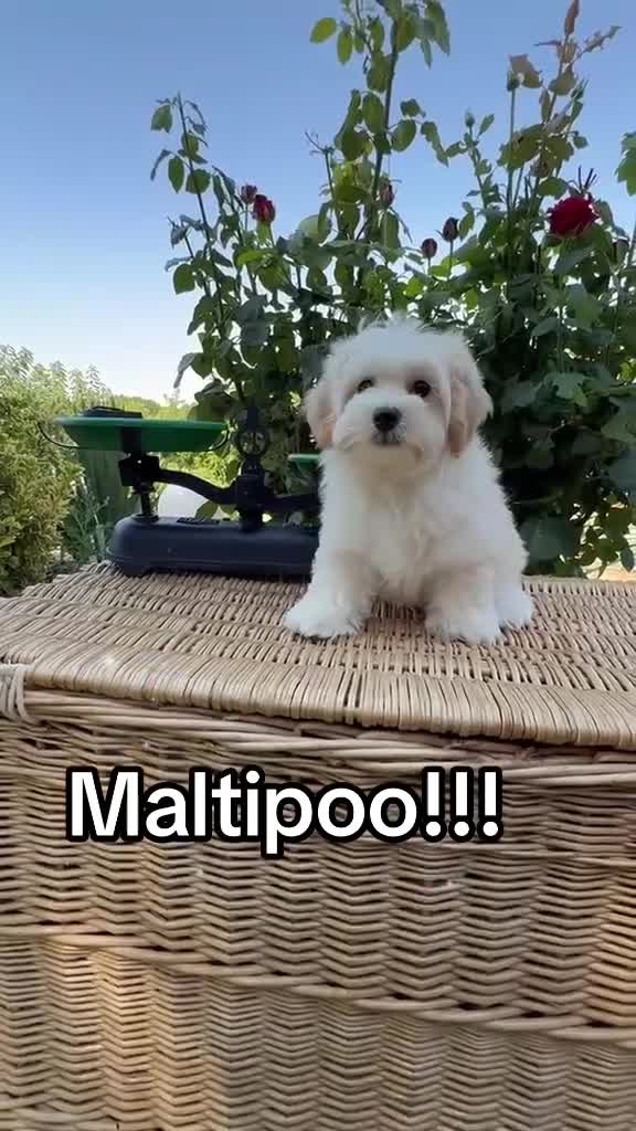 Maltipoo perros en venta: Maltipoo de tres meses machos !!! - Video 1