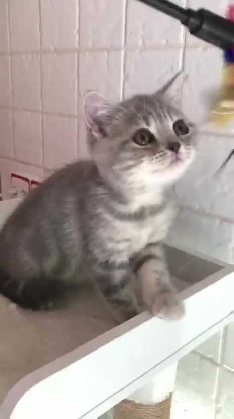 Británico de Pelo Corto gatos en venta: Gata british tabby azul - Video 1