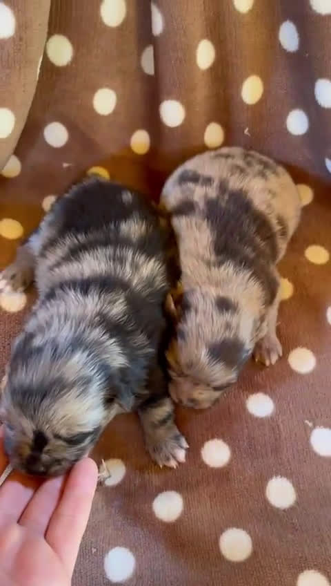 Pomerania perros en venta: Lulu pomerania  - Video 1