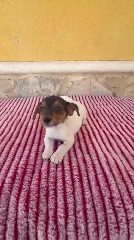 Jack Russell Terrier perros en venta: Jack Russell terrier  - Video 1