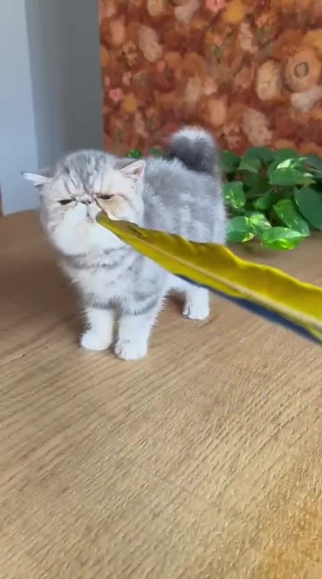 Exótico de Pelo Corto gatos en venta: Exótica hembra Azul Crema  - Video 1