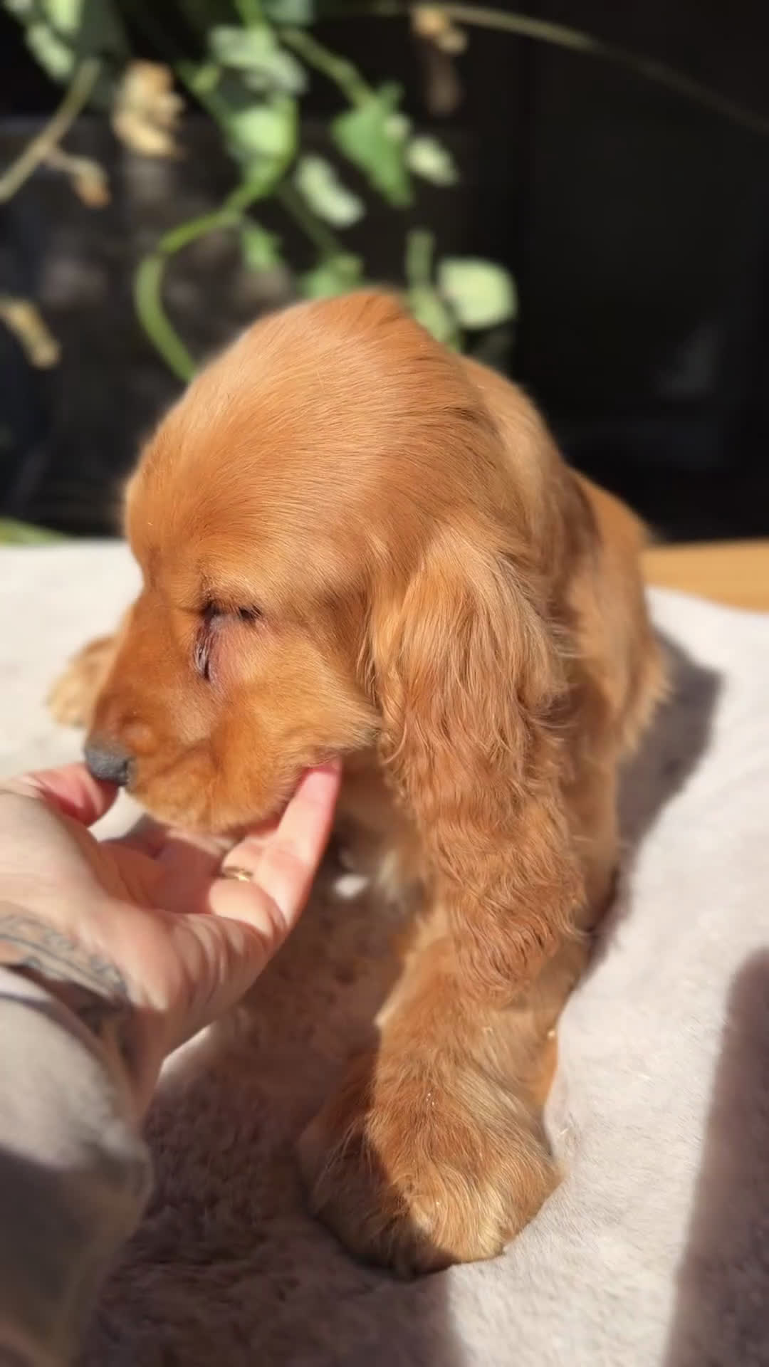 Cocker Spaniel Inglés perros en venta: Cocker inglés dorado  - Video 1