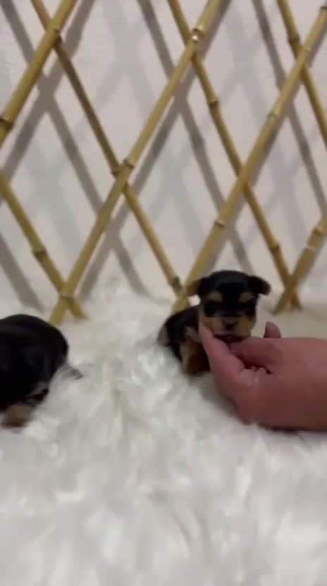 Yorkshire Terrier perros en venta: YORKSHIRE TOY - Video 1