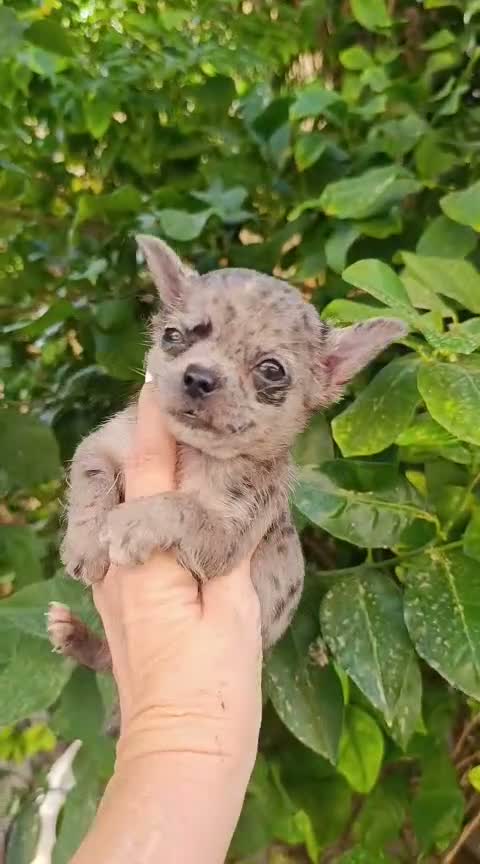 Chihuahua perros en venta: CHIHUAHUA MERLE - Video 1
