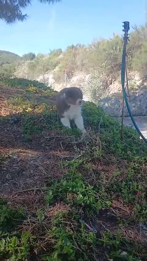 Pastor Australiano perros en venta: PASTOR AUSTRALIANO  - Video 1