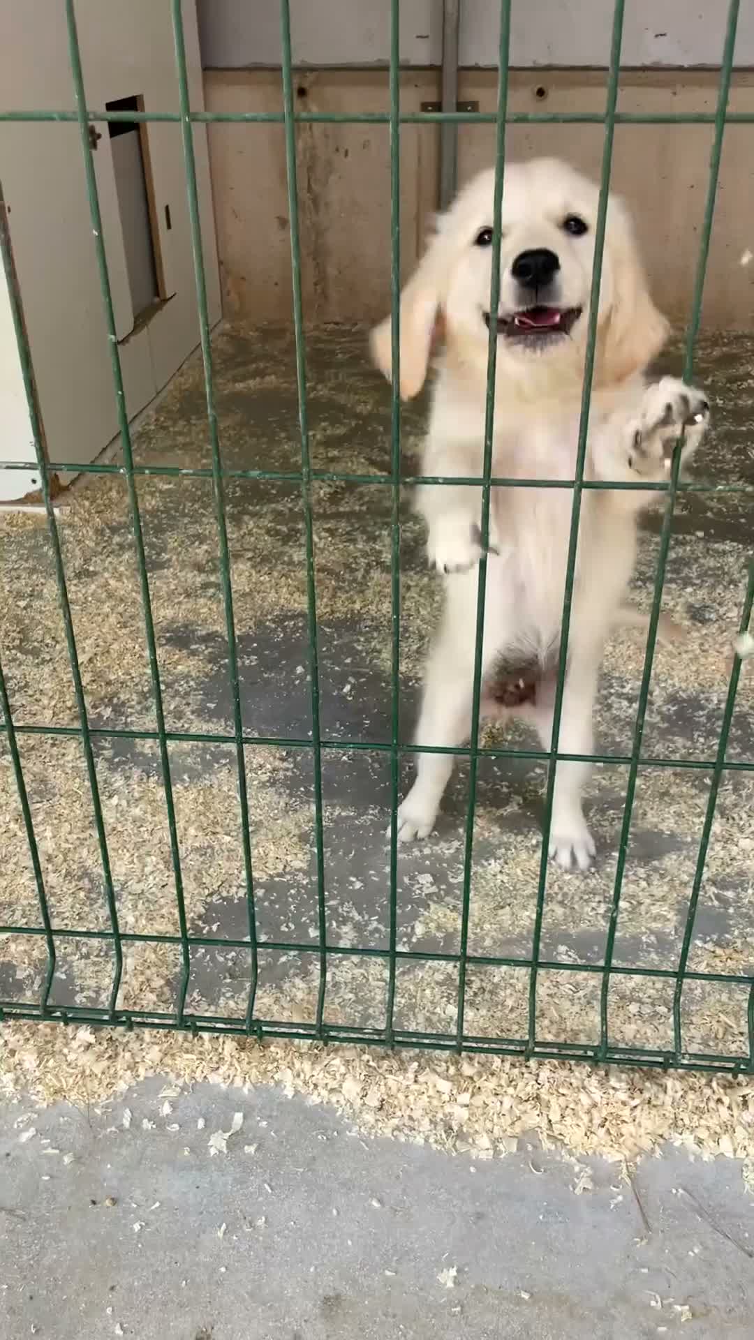 Golden Retriever perros en venta: Cachorros golden con pedigree  - Video 1