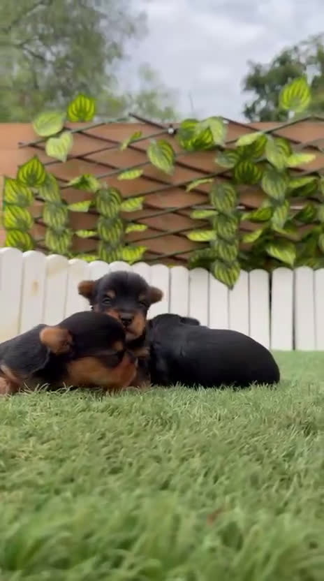 Yorkshire Terrier perros en venta: YORKSHIRE TERRIER MACHOS - Video 4