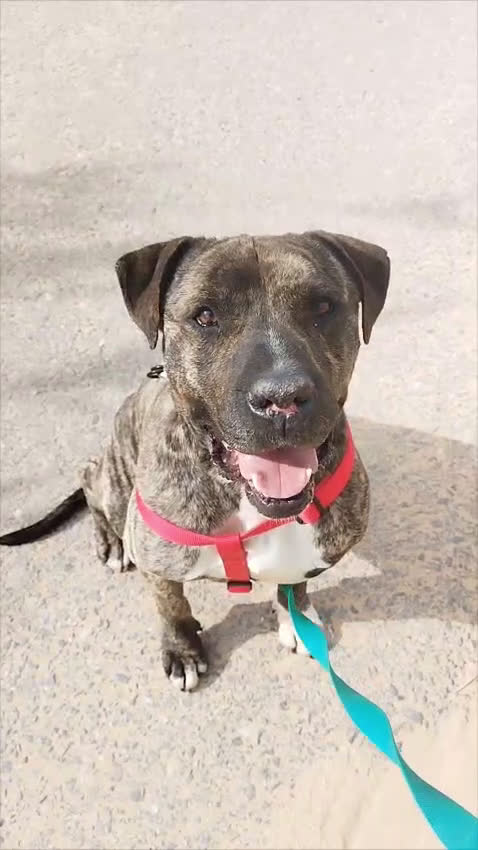 American Staffordshire-Terrier perros en adopcion: IZAN ❤️ en Adopción  - Video 3