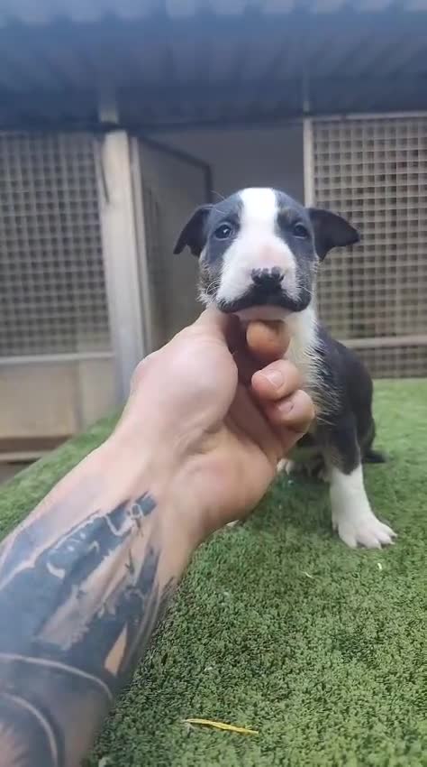 Bull Terrier perros en venta: Bull terrier - Video 1