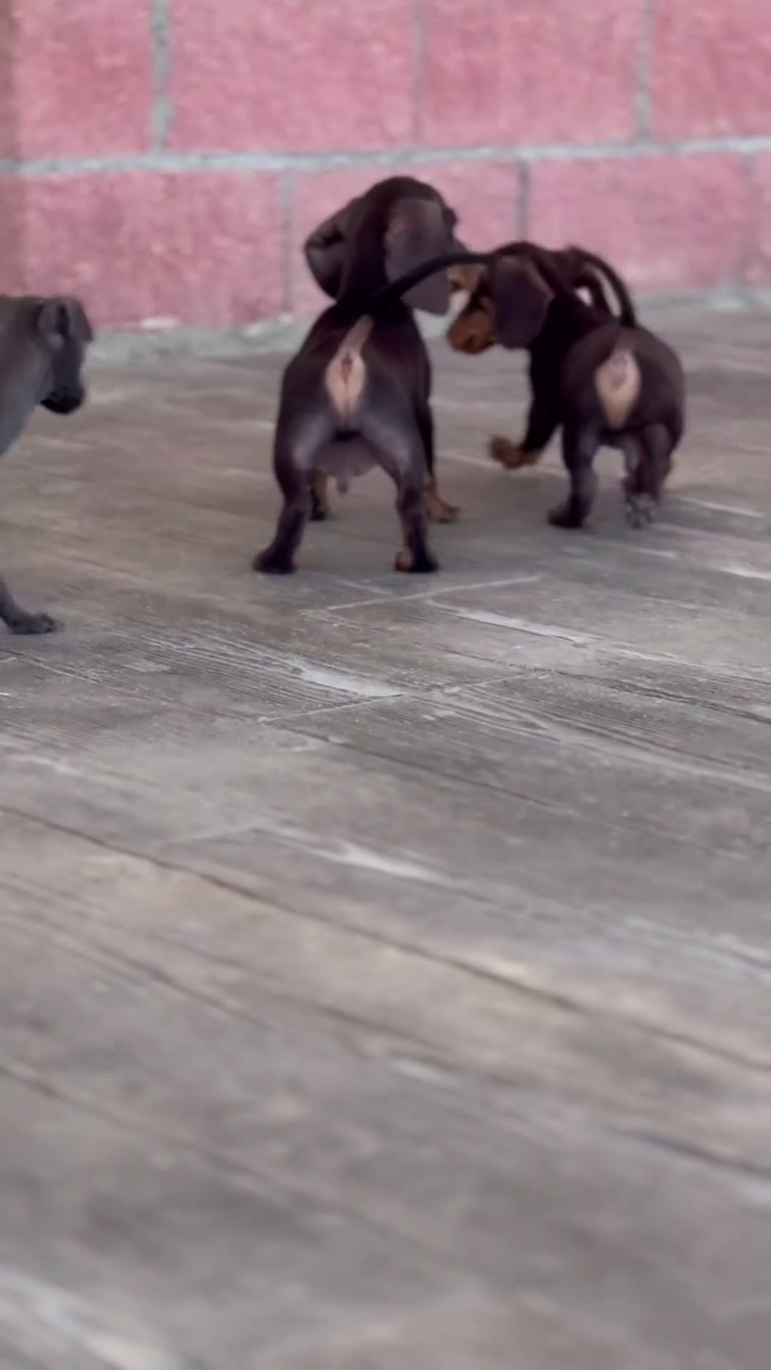 Teckel Miniatura perros en venta: 🐾 Bongo y Cacao – Teckel miniatura 🐾 - Video 1