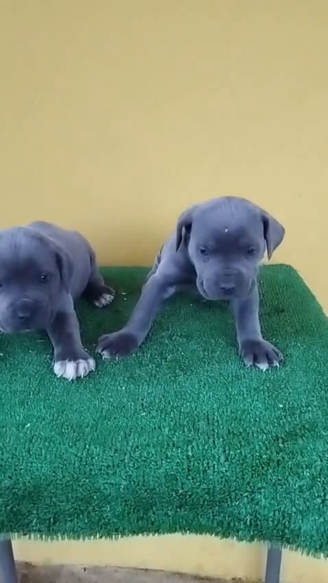 Cane Corso perros en venta: Hembra cane corso blue  - Video 1