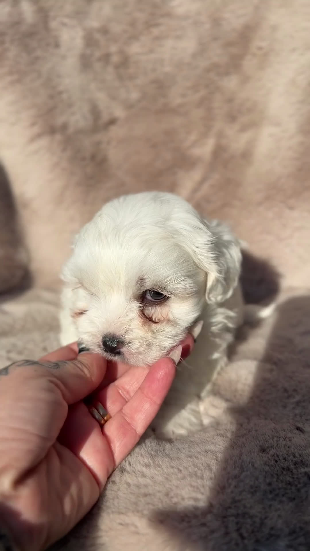 Bichón Maltés perros en venta: Bichon Toy macho  - Video 1