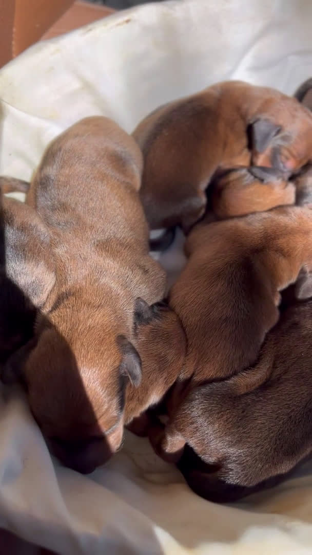 Teckel perros en venta: Excelentes Teckel Kaninchen y mini  en Valencia - Video 1