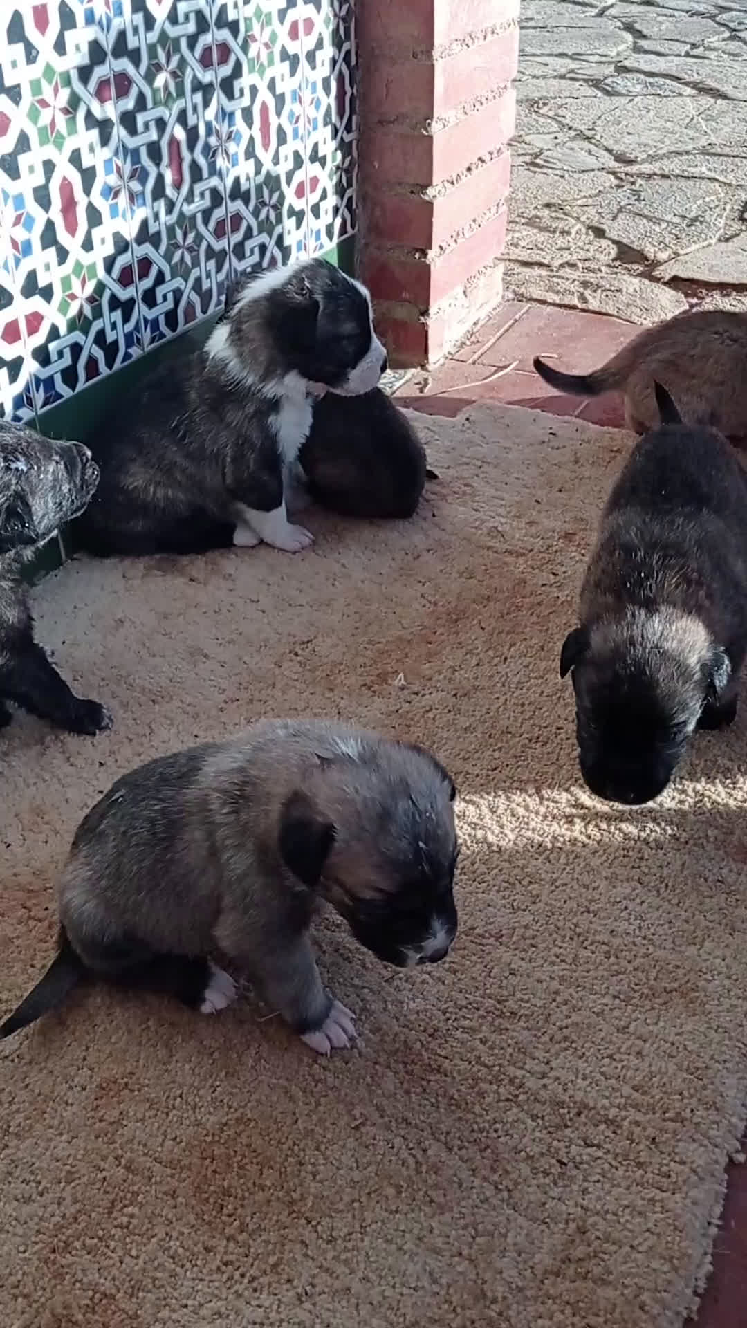 Mastín Español perros en venta: Cachorros de mastín español en Málaga - Video 1