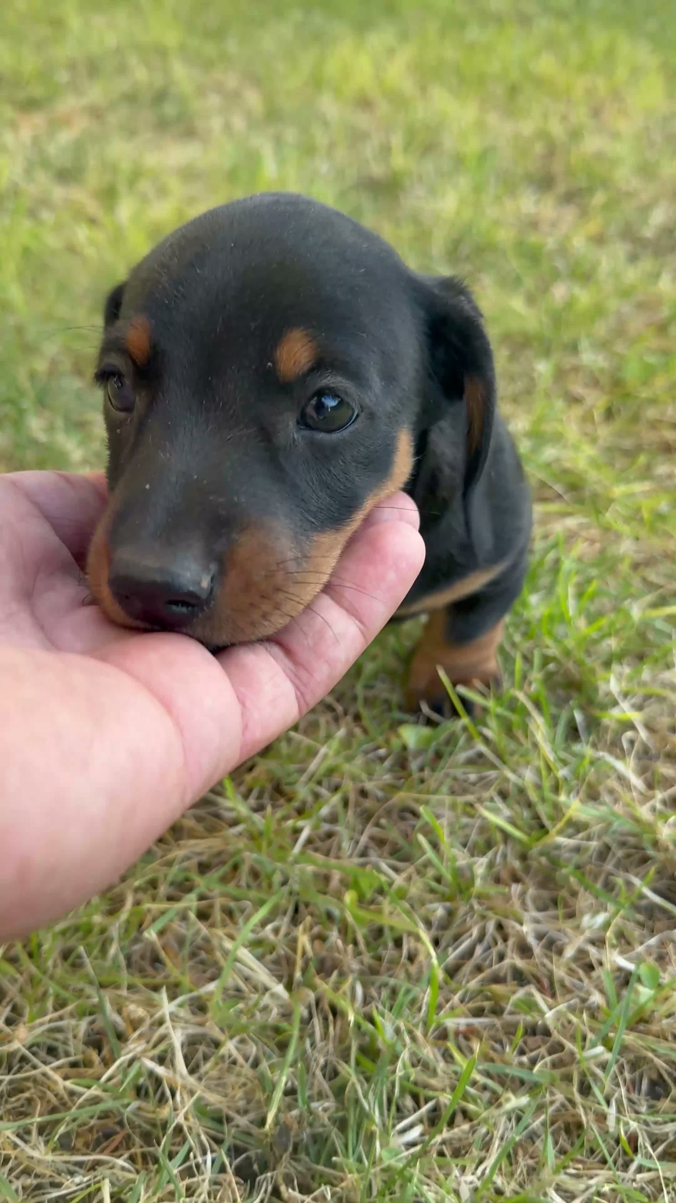 Teckel Miniatura perros en venta: CAMADA TECKEL MINI - Video 1