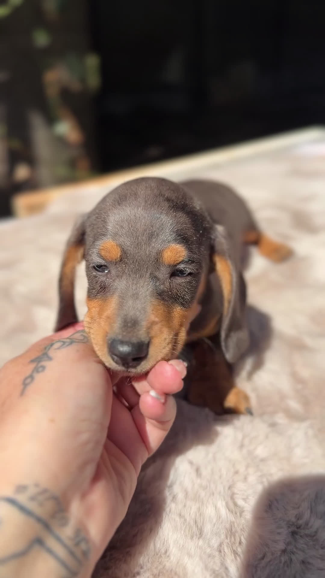 Teckel Miniatura perros en venta: Teckel Arlequin bronce  - Video 1