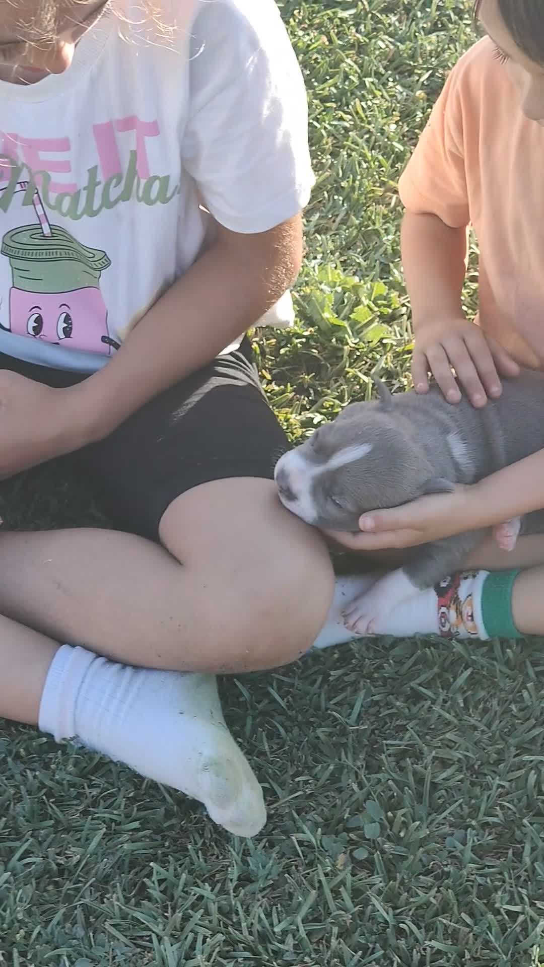 American Staffordshire-Terrier perros en venta: PEDIGREE AMERICAN STAFFORDSHIRE TERRIER BLUE  - Video 4