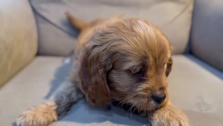 Cavapoo perros en venta: Cachorros raza Cavapoo - Video 2