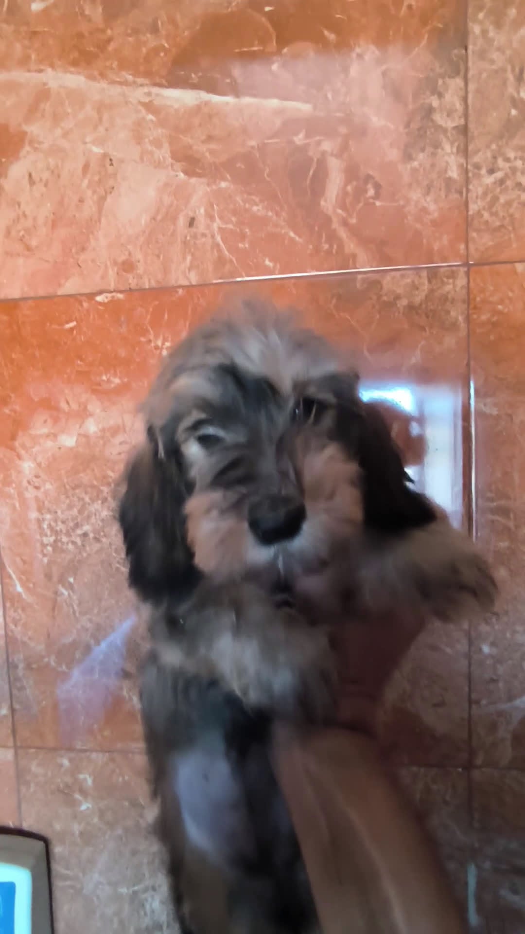 Teckel Miniatura perros en venta: Teckel kaninchen pelo duro  - Video 3