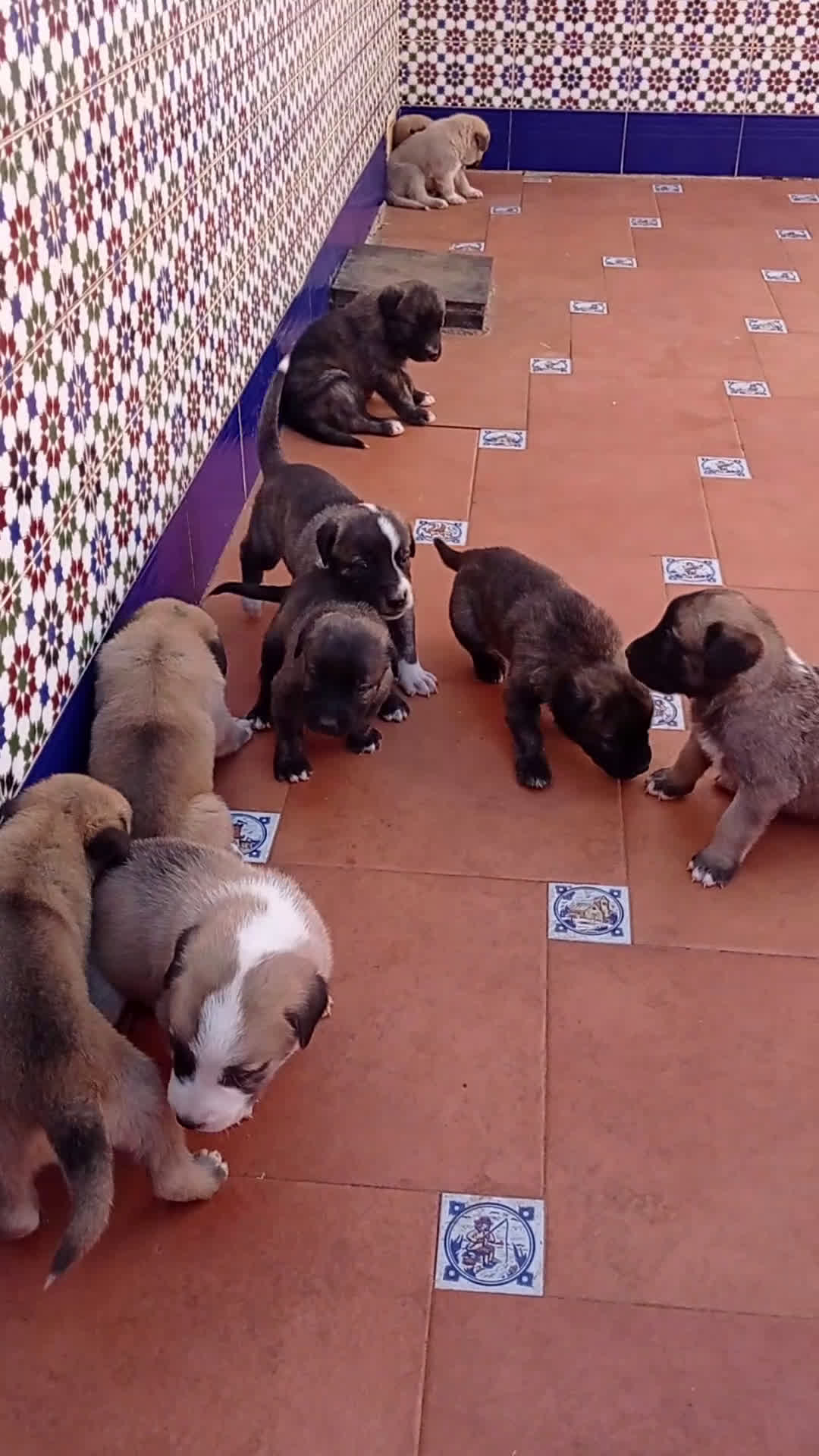 Mastín Español perros en venta: Cachorros de mastín español en Málaga - Video 2