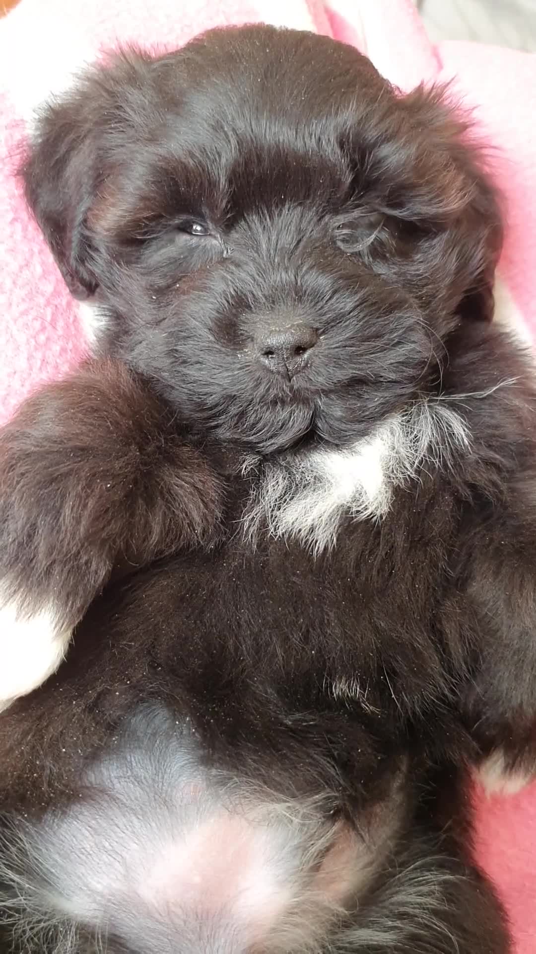 Maltipoo perros en venta: Maltipoo - Video 1