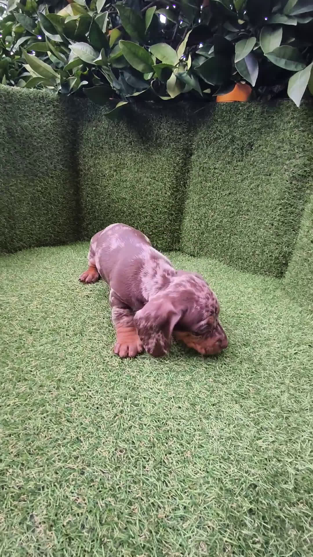 Teckel Miniatura perros en venta: camada teckel arlequín y todos los colores  - Video 1