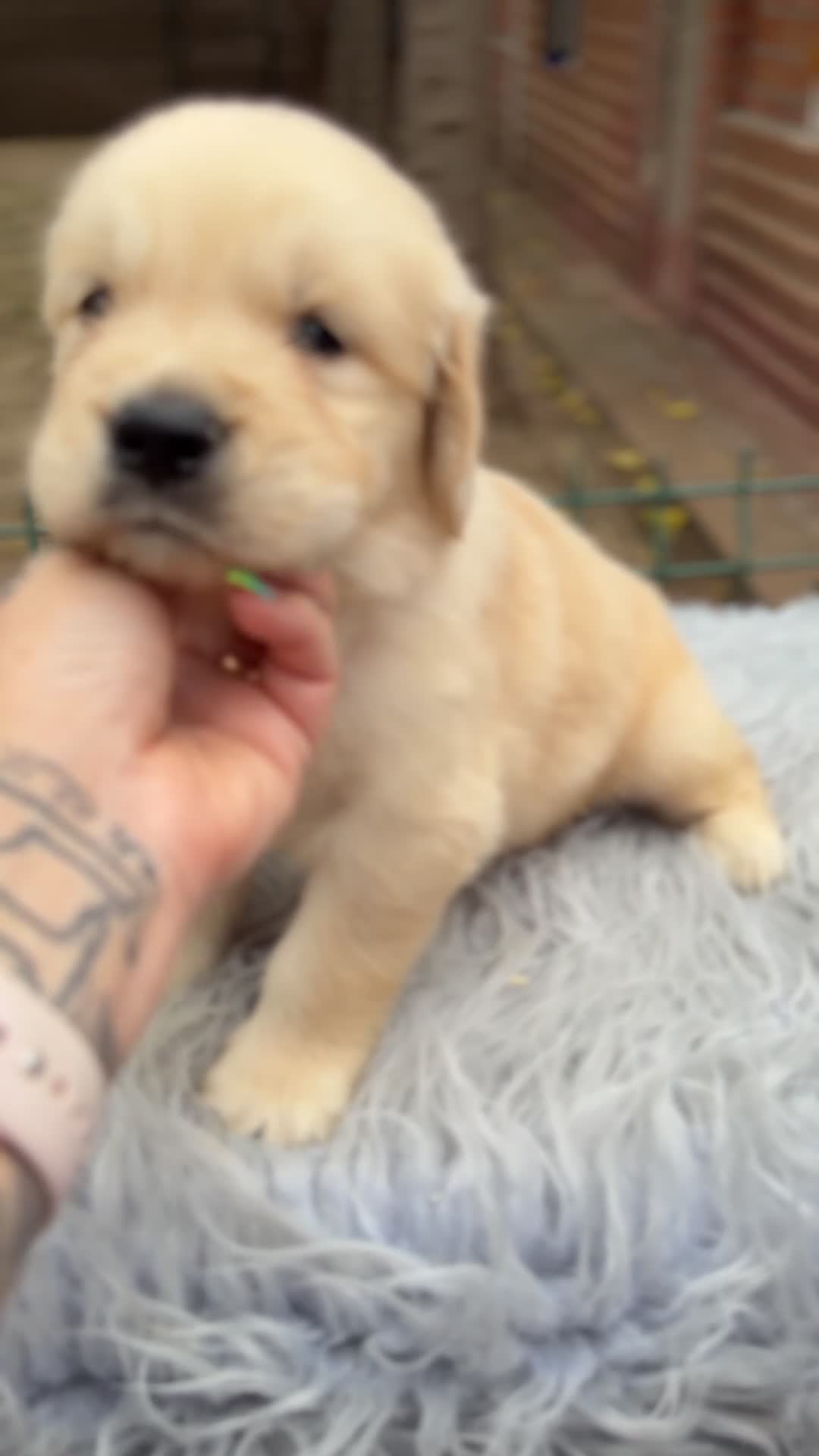 Golden Retriever perros en venta: Golden dorados  - Video 1