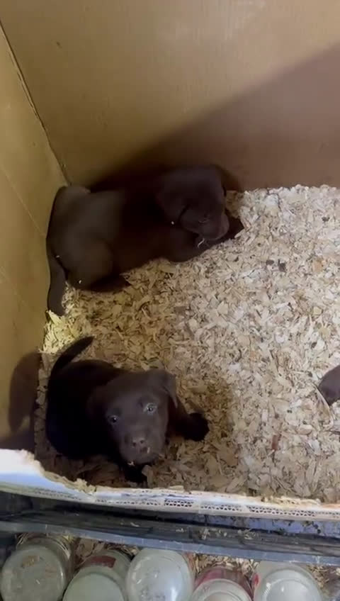 Labrador Retriever perros en venta: Labrador chocolate preciosos cachorros puros  - Video 1